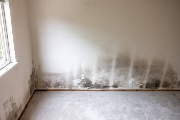 Best Mold Prevention Services  in Quartzsite, AZ